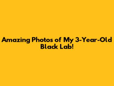 Amazing Photos of My 3-Year-Old Black Lab!
