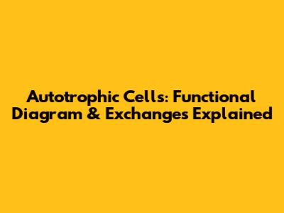 Autotrophic Cells: Functional Diagram & Exchanges Explained
