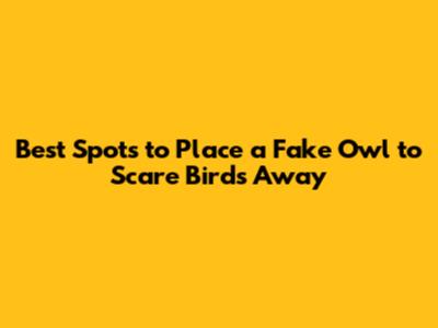 Best Spots to Place a Fake Owl to Scare Birds Away