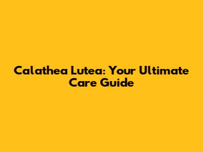 Calathea Lutea: Your Ultimate Care Guide