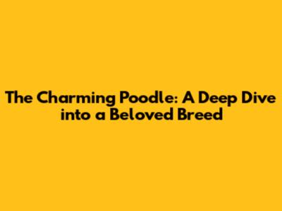 The Charming Poodle: A Deep Dive into a Beloved Breed