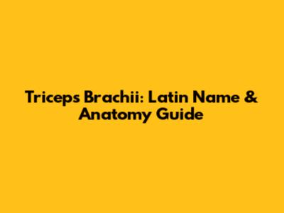 Triceps Brachii: Latin Name & Anatomy Guide