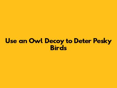 Use an Owl Decoy to Deter Pesky Birds