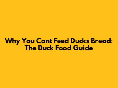 Why You Can't Feed Ducks Bread: The Duck Food Guide